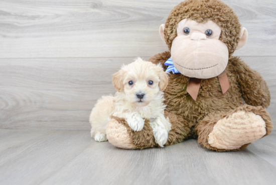 Hypoallergenic Maltese Poodle Poodle Mix Puppy