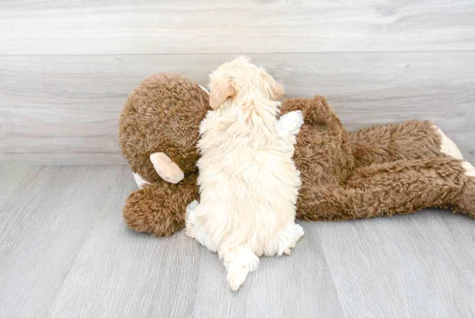 Petite Maltipoo Poodle Mix Pup