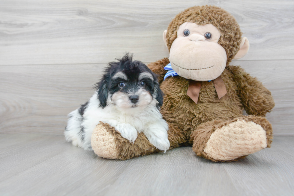 Little Maltepoo Poodle Mix Puppy