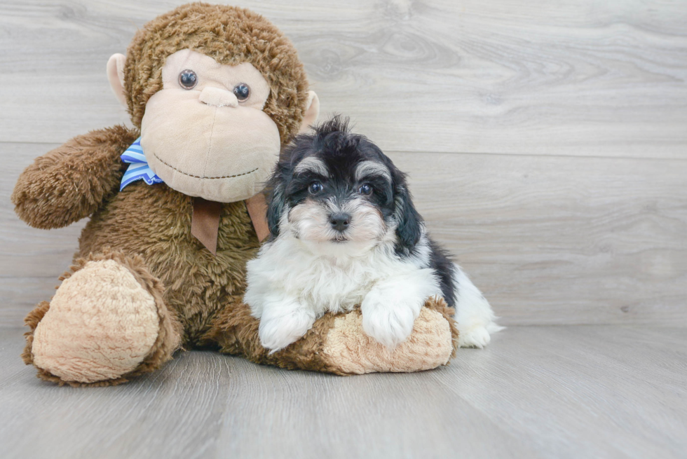 Best Maltipoo Baby