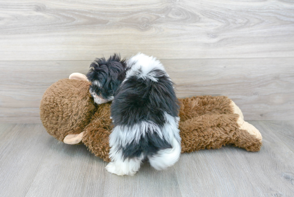 Playful Maltese Poodle Poodle Mix Puppy