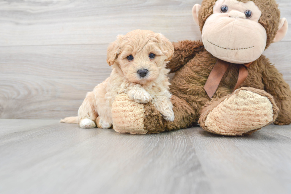 Maltipoo Pup Being Cute