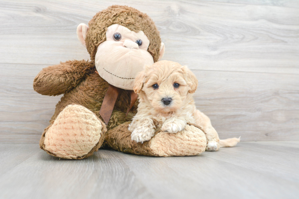 Maltipoo Pup Being Cute