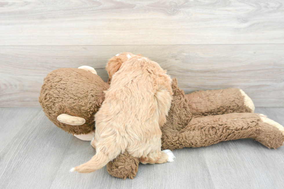 Best Maltipoo Baby