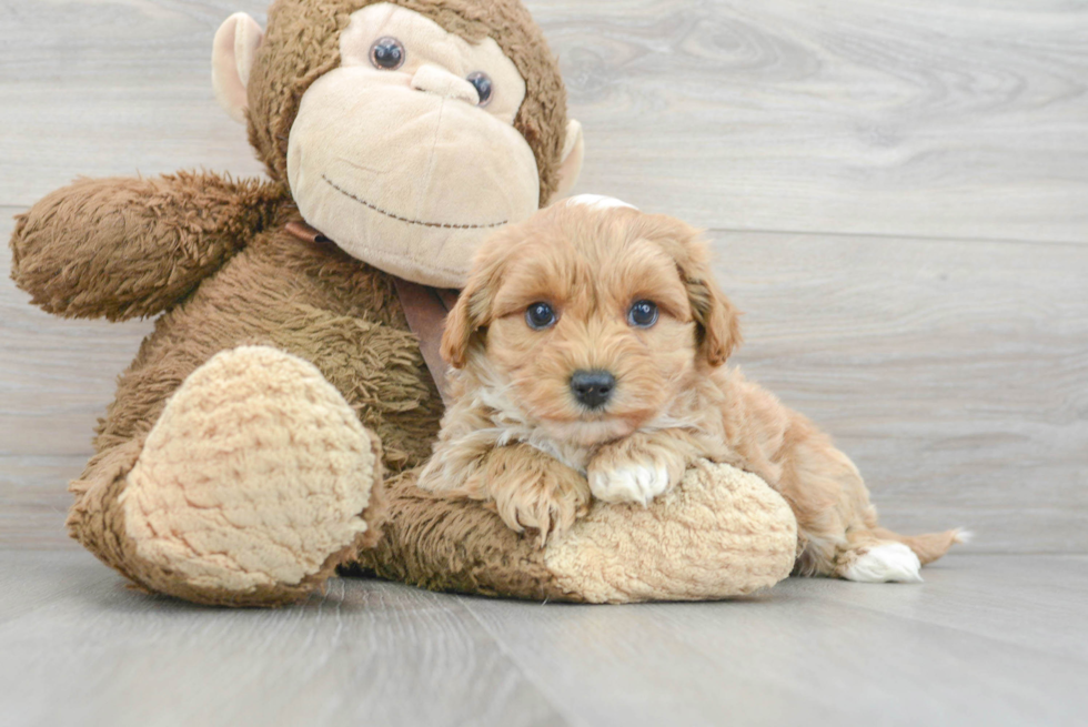 Best Maltipoo Baby