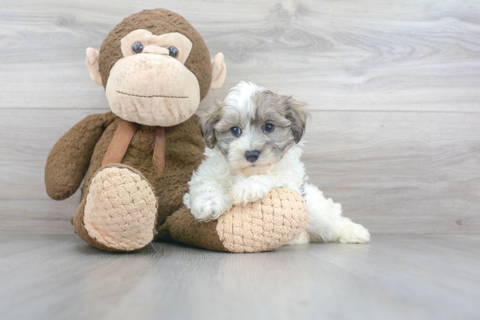 Funny Maltipoo Poodle Mix Pup