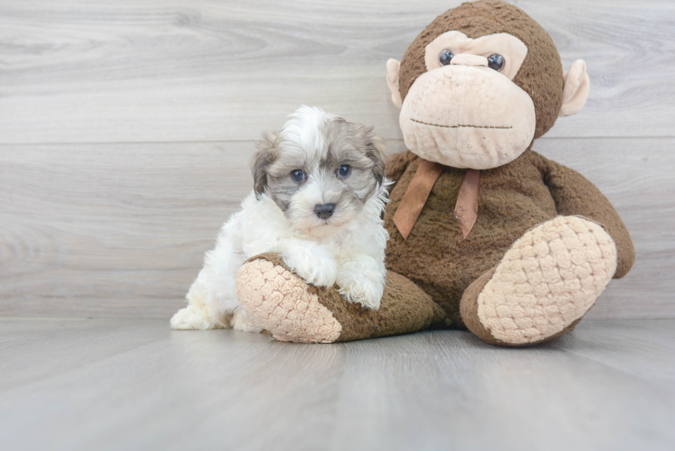 Fluffy Maltipoo Poodle Mix Pup