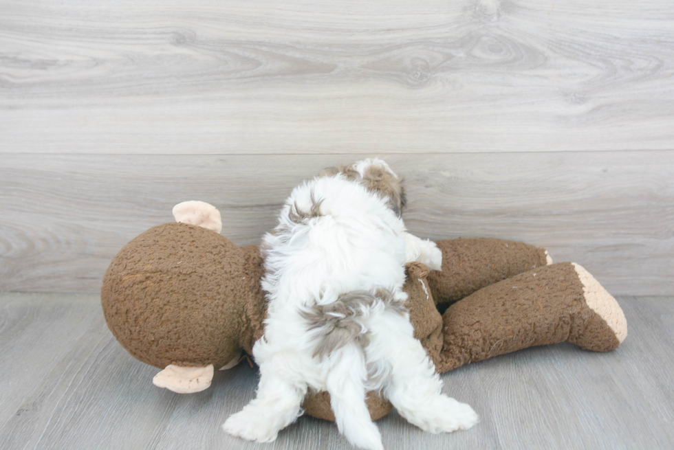 Small Maltipoo Baby