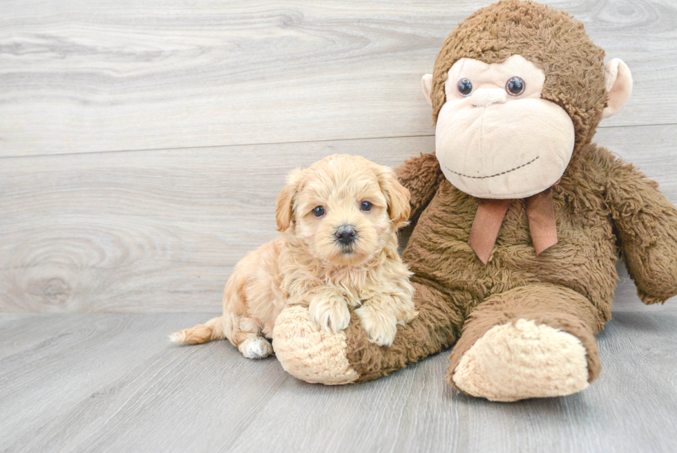 Maltipoo Puppy for Adoption