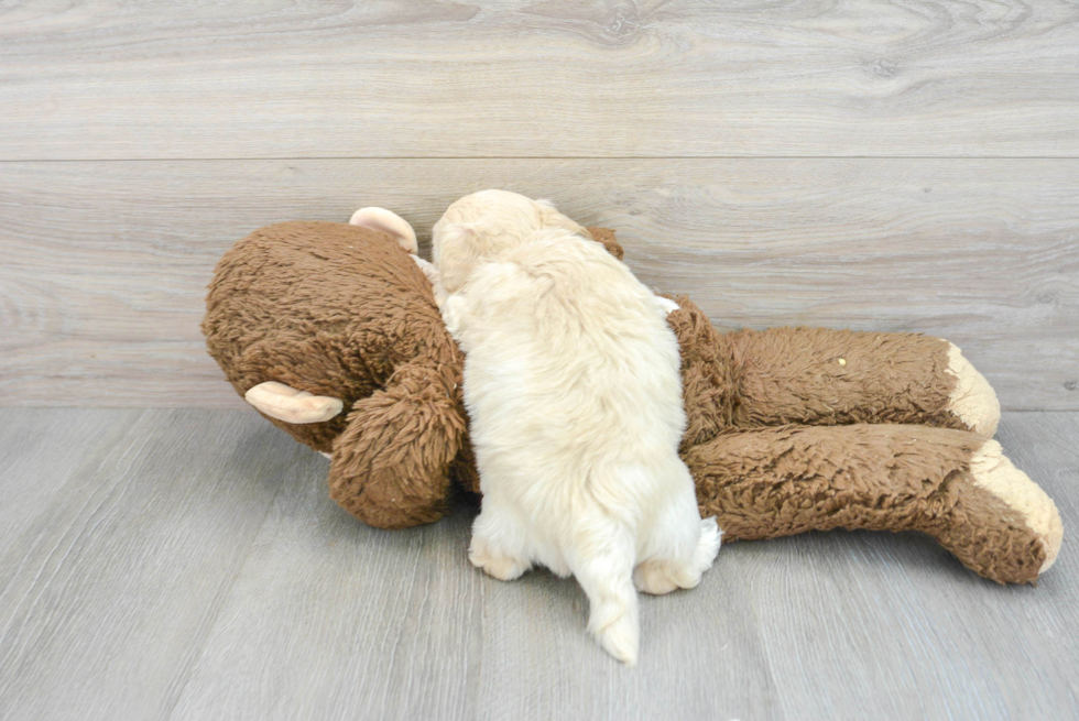 Maltipoo Pup Being Cute