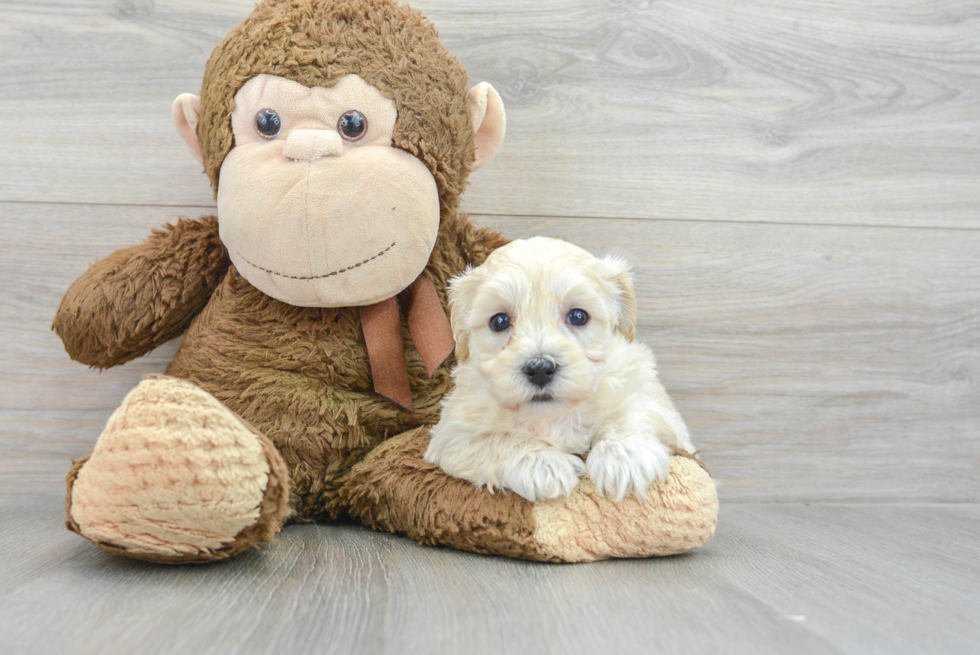 Maltipoo Puppy for Adoption