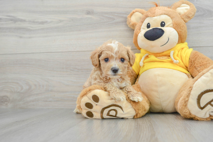 Friendly Maltipoo Baby