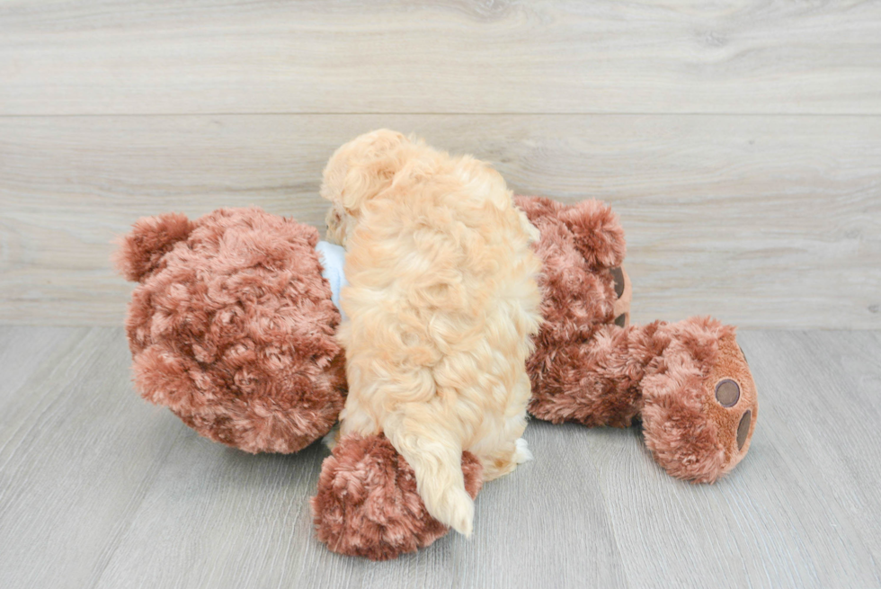 Playful Maltepoo Poodle Mix Puppy