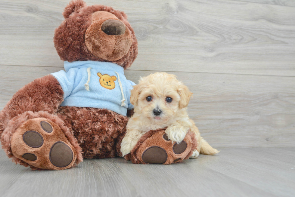 Smart Maltipoo Poodle Mix Pup