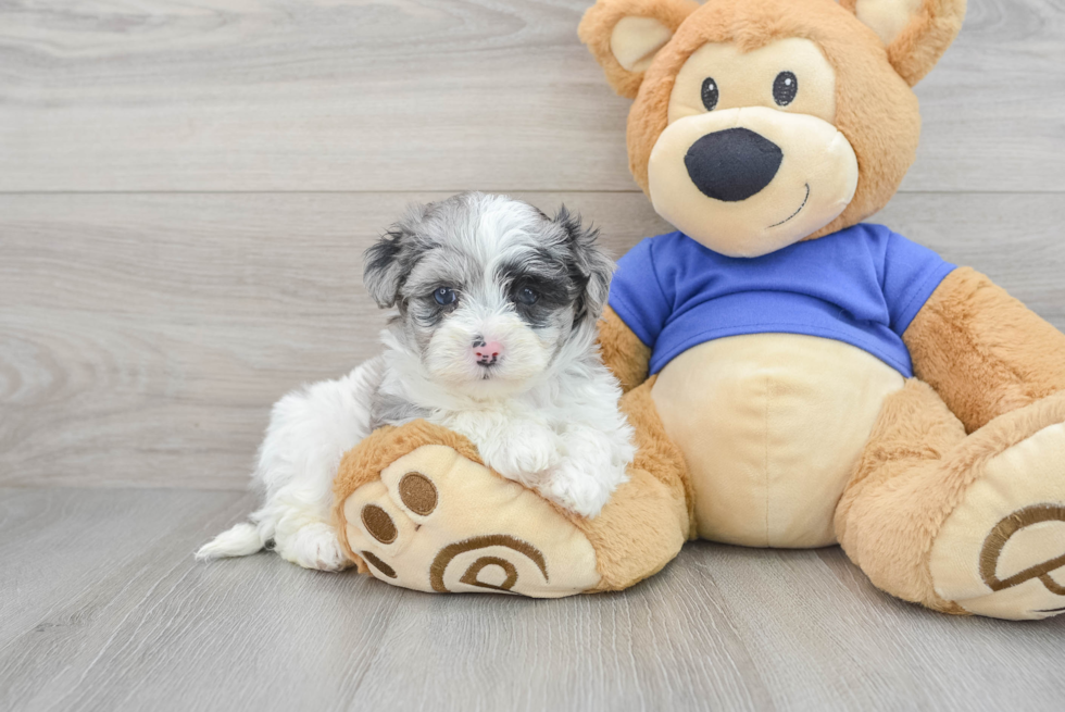 Maltipoo Puppy for Adoption