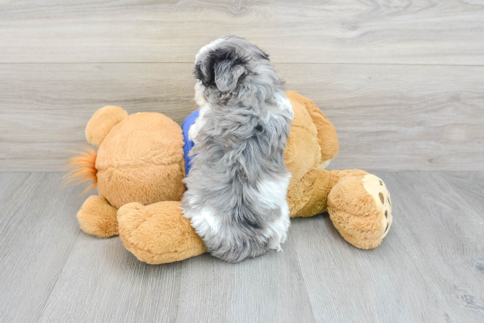 Energetic Maltepoo Poodle Mix Puppy