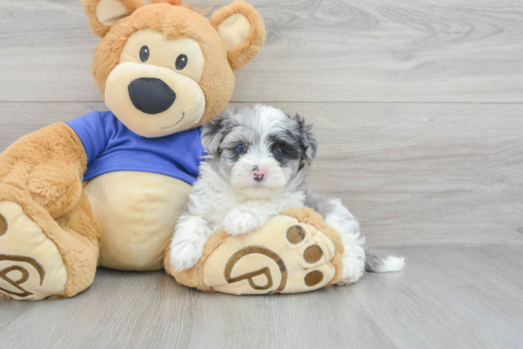 Maltipoo Pup Being Cute
