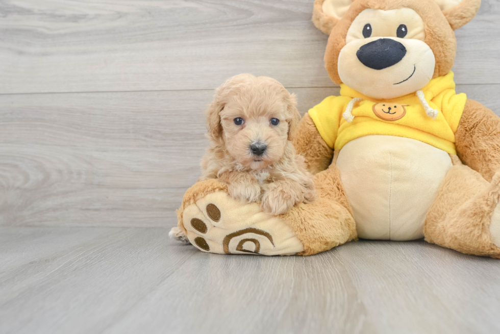 Energetic Maltepoo Poodle Mix Puppy