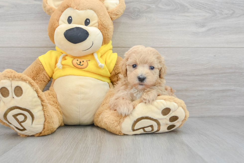 Maltipoo Pup Being Cute