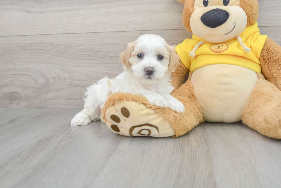 Petite Maltipoo Poodle Mix Pup