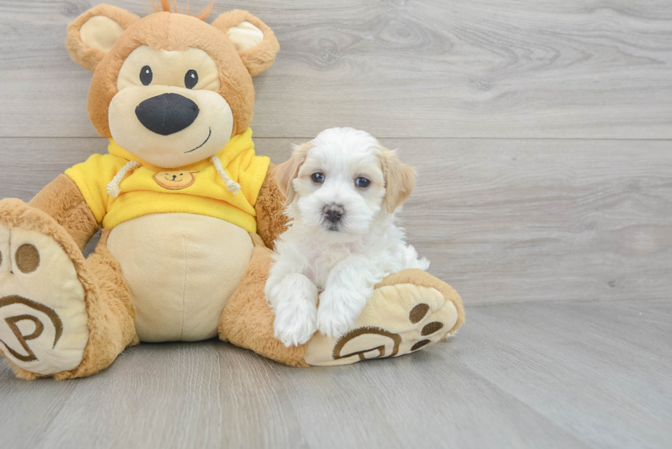Smart Maltipoo Poodle Mix Pup