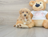 8 week old Maltipoo Puppy For Sale - Premier Pups