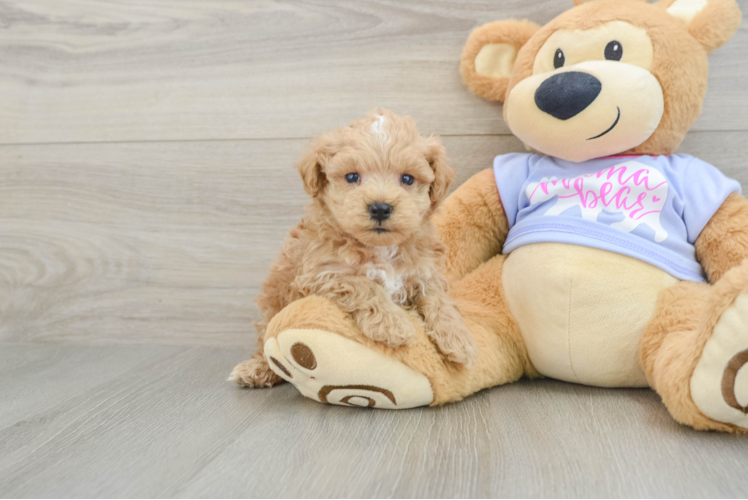Maltipoo Puppy for Adoption