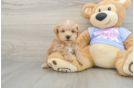 Maltipoo Puppy for Adoption