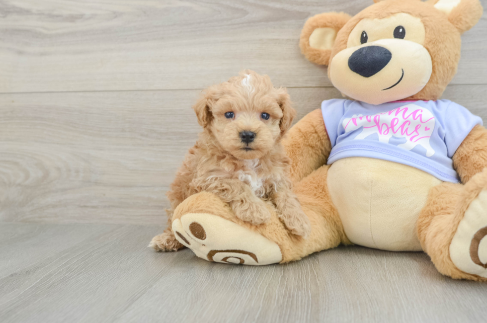 5 week old Maltipoo Puppy For Sale - Premier Pups