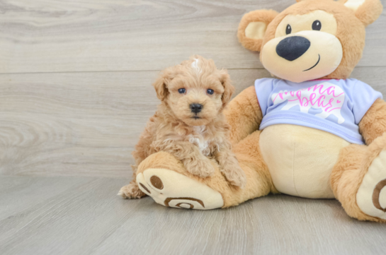 Maltipoo Puppy for Adoption