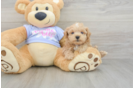 Happy Maltipoo Baby