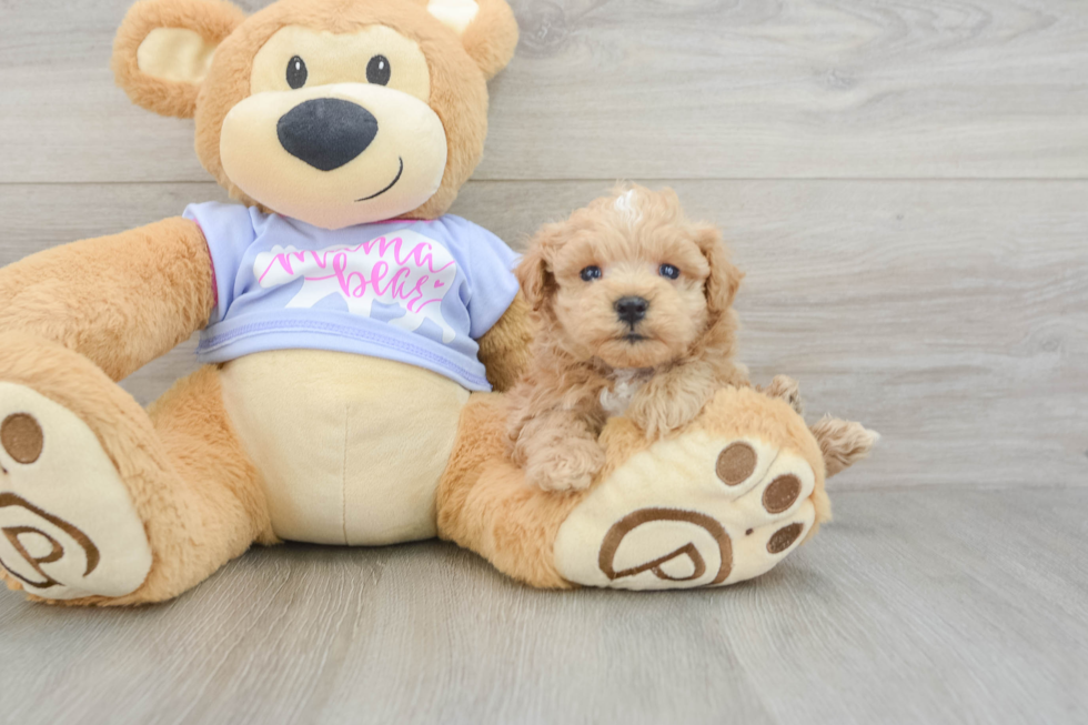 Happy Maltipoo Baby