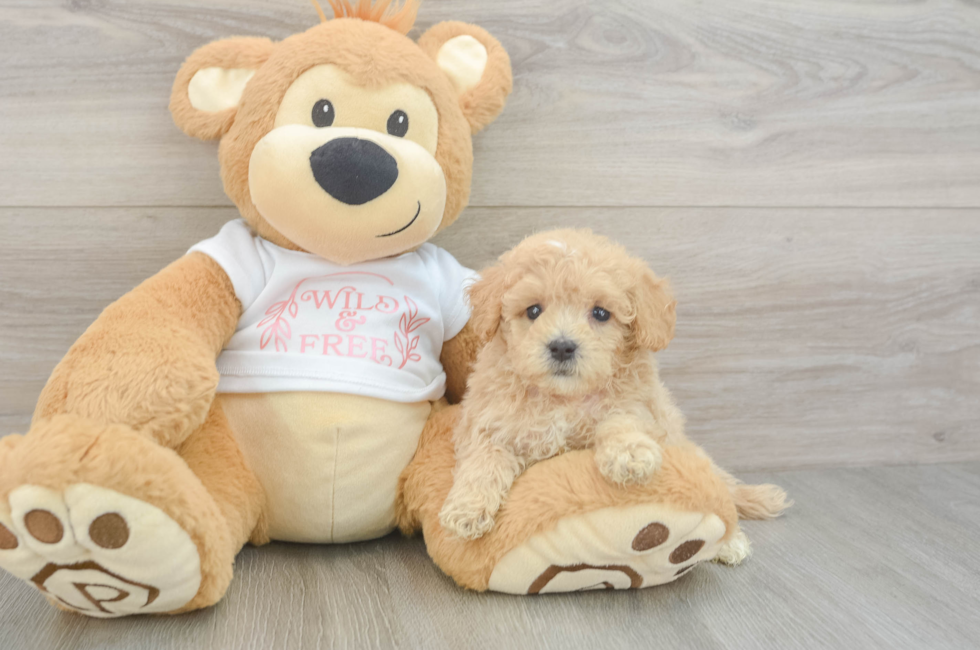 5 week old Maltipoo Puppy For Sale - Premier Pups