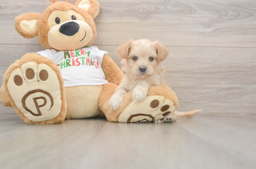 5 week old Maltipoo Puppy For Sale - Premier Pups