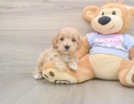 8 week old Maltipoo Puppy For Sale - Premier Pups