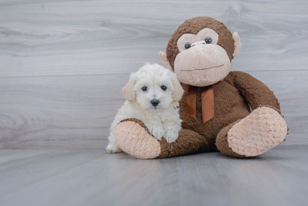 Adorable Maltese Poodle Poodle Mix Puppy