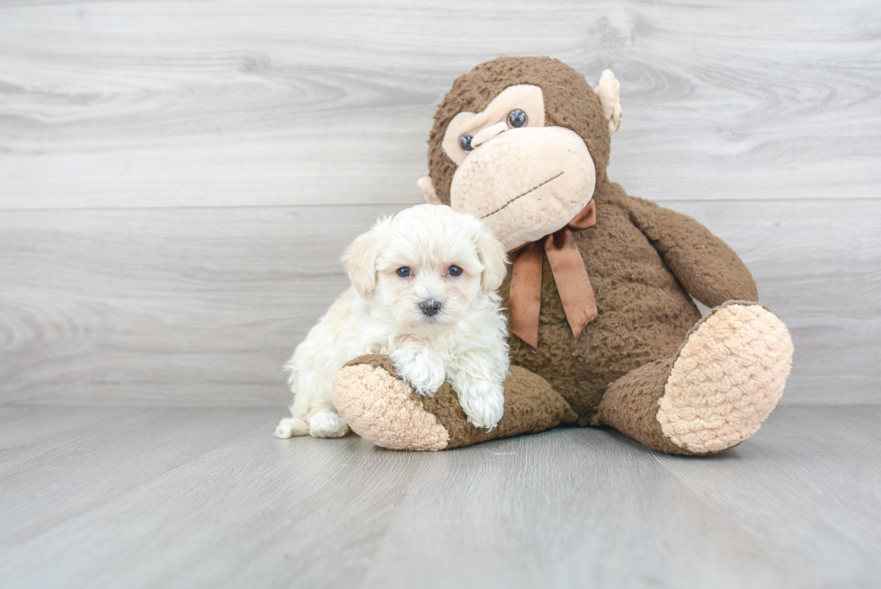 Happy Maltipoo Baby