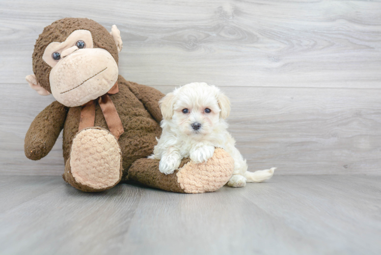 Best Maltipoo Baby