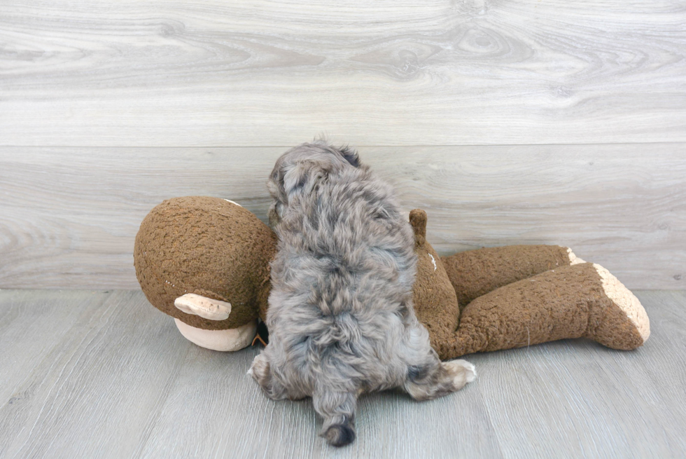 Maltipoo Pup Being Cute