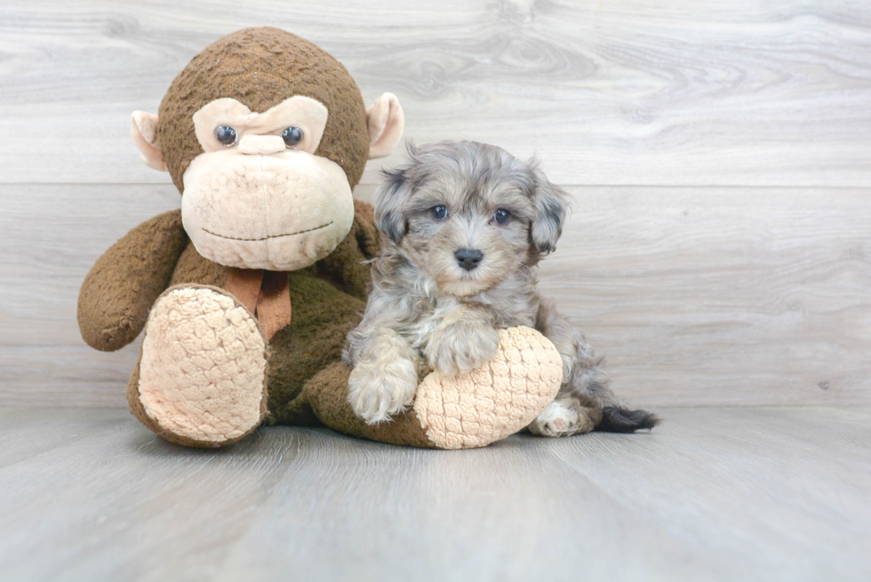 Adorable Maltese Poodle Poodle Mix Puppy