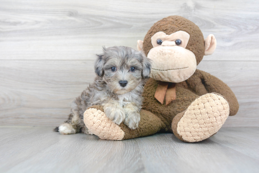 Funny Maltipoo Poodle Mix Pup