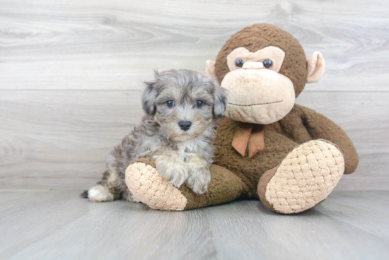 Funny Maltipoo Poodle Mix Pup