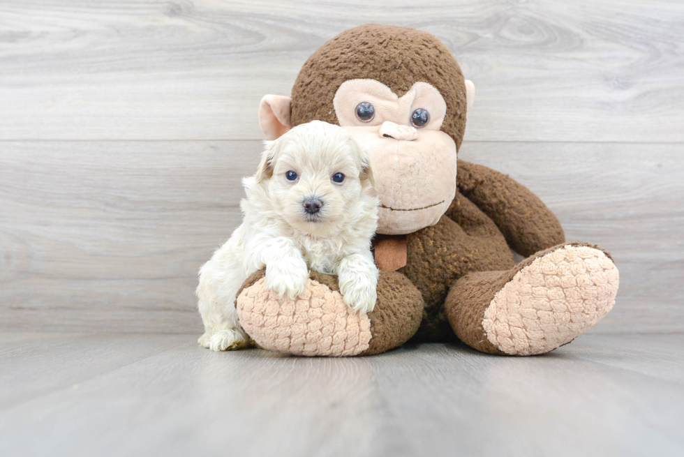 Maltipoo Pup Being Cute