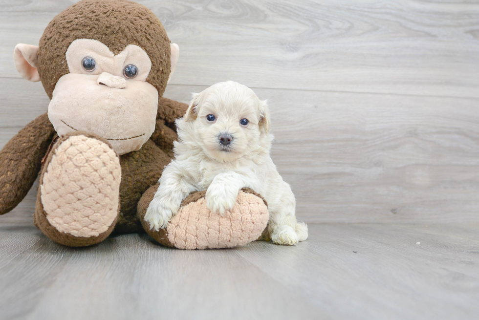 Maltipoo Pup Being Cute