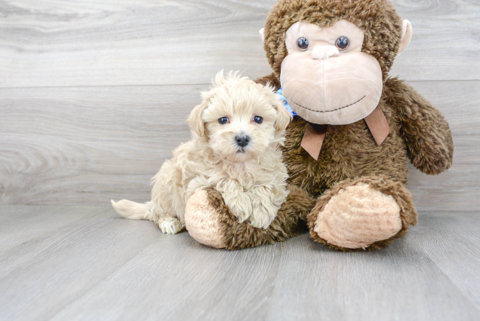 Petite Maltipoo Poodle Mix Pup