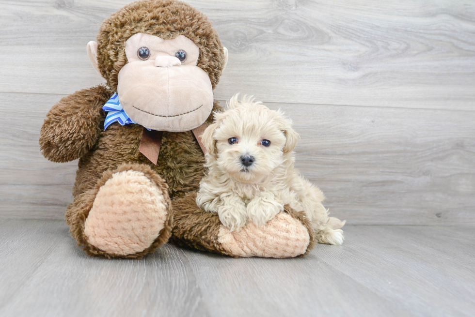 Best Maltipoo Baby