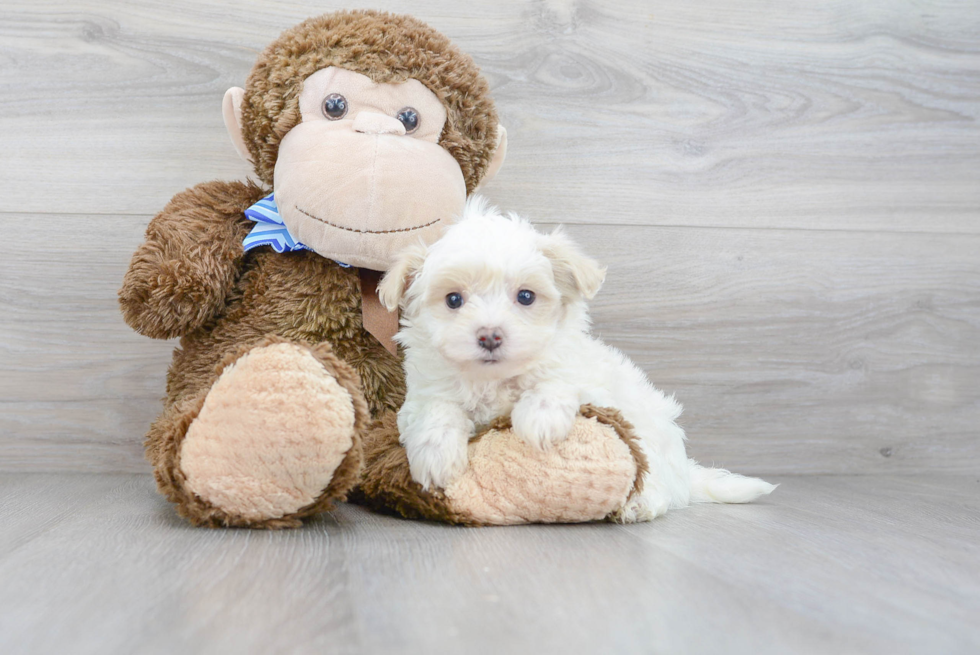 Smart Maltipoo Poodle Mix Pup