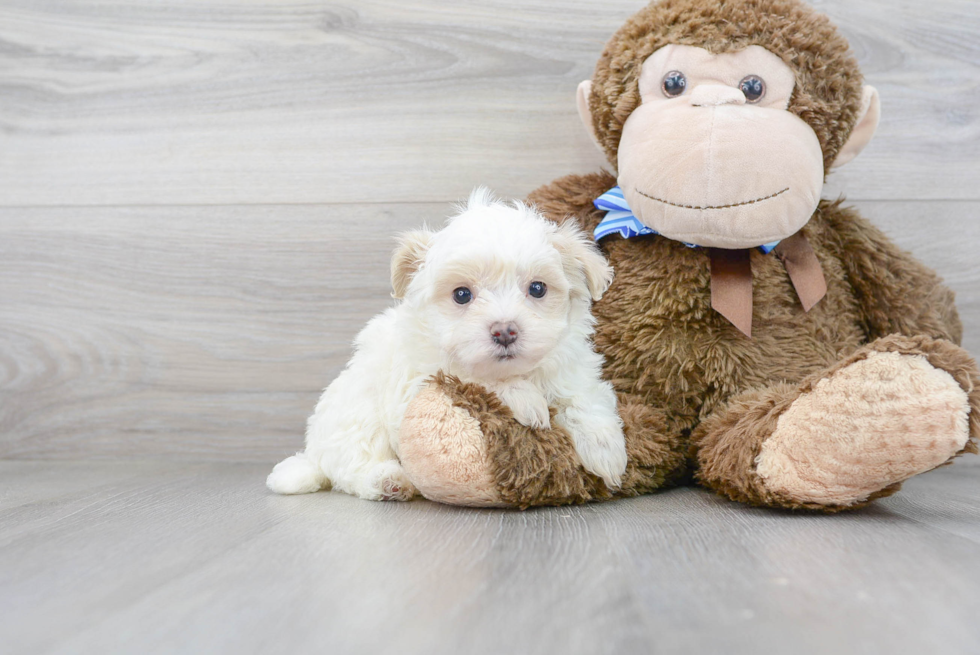 Small Maltipoo Baby