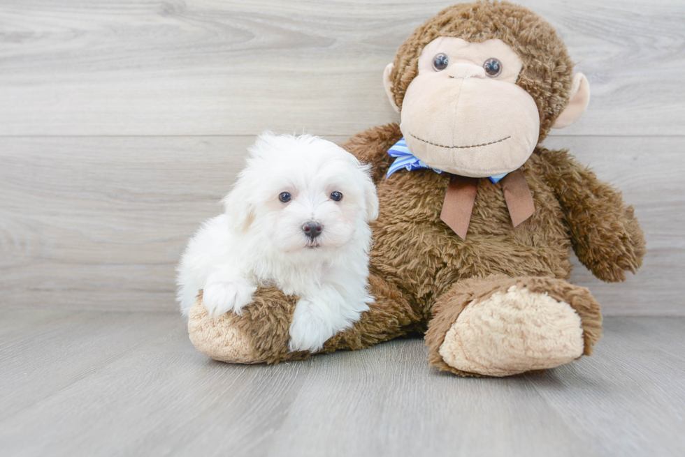 Fluffy Maltipoo Poodle Mix Pup