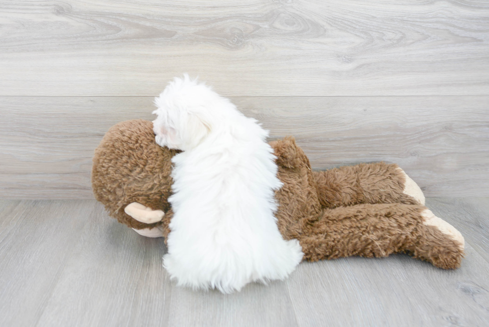 Petite Maltipoo Poodle Mix Pup